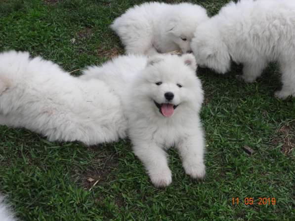 Щенки самоеда Не дорого в Кургане фото 8