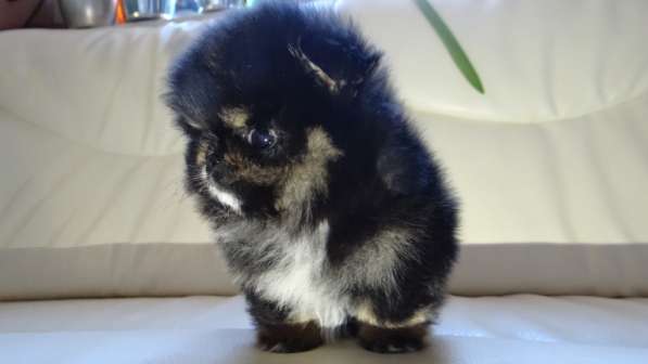 Щенок померанского шпица- микро - медвежонок в фото 38
