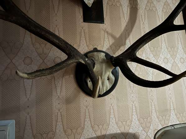 Красивые, большие рога оленя с лобной костью в Москве