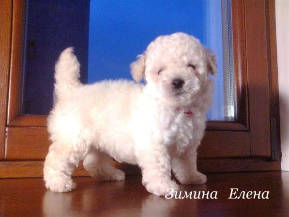 Мальчик карликового пуделя в Москве фото 3