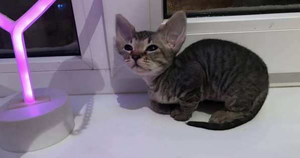 Элитный Девон-Рекс. Кудрявый лесной в Санкт-Петербурге фото 36