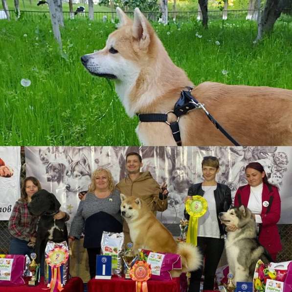 Акита от чемпиона в 