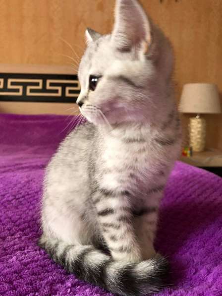 Წოტლანდიური სტრაიტო:სასშრაფოთ ვყიდი 50 დას დაკლებით მეჩქარე в фото 15