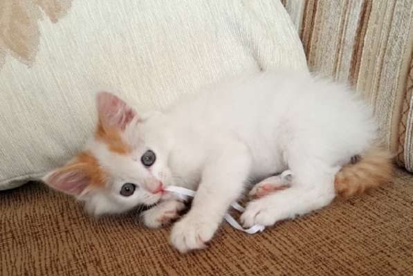 Котенок-пуховичок в добрые руки, 2,5 мес в Москве фото 12