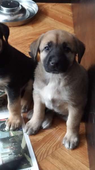 Щенки Алабая в Москве фото 9