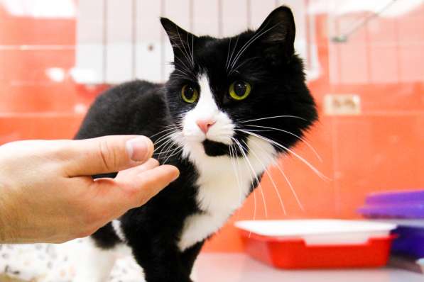 Зоогостиница BookingCat Люберцы/Жулебино в Люберцы фото 40