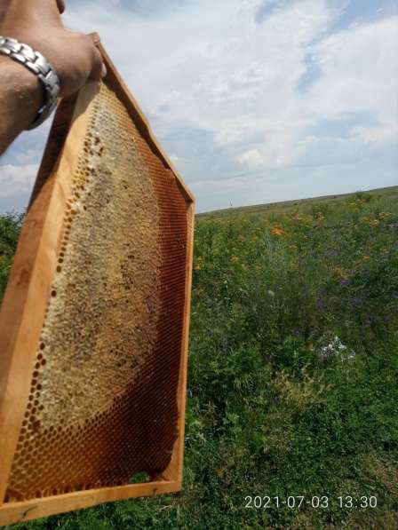 Пчелопродукция (мед, гомогенат, перга, пылца, крема и пр.) в 