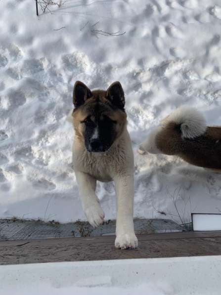 Акита в Ростове-на-Дону фото 21