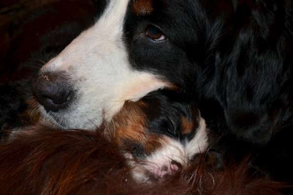 Щенки бернского зенненхунда из питомника