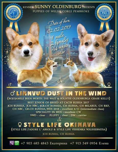 Вельш корги пемброк. Щенки в Москве фото 13