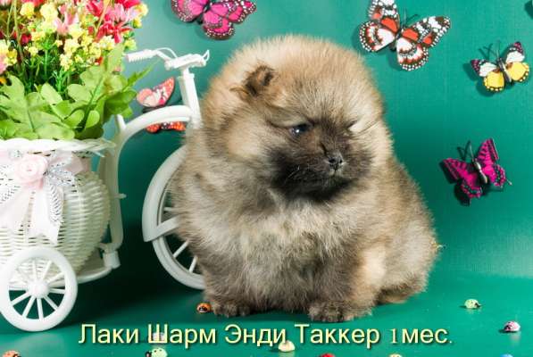 Породные щенки померанского шпица от питомника Лаки Шарм в Москве фото 15