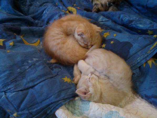 Шотландский Котёнок (Скоттиш-страйт) в Симферополе фото 11