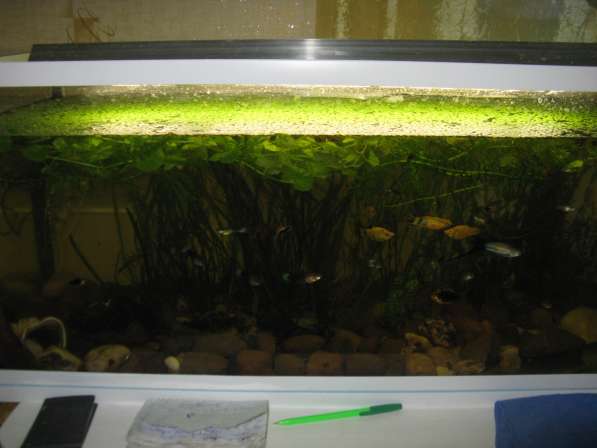 Акваферма, много аквариумов, не дорого в Самаре фото 3