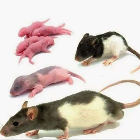 Кормовые крысы/мыши/зофобас/мучник в Бердске фото 7