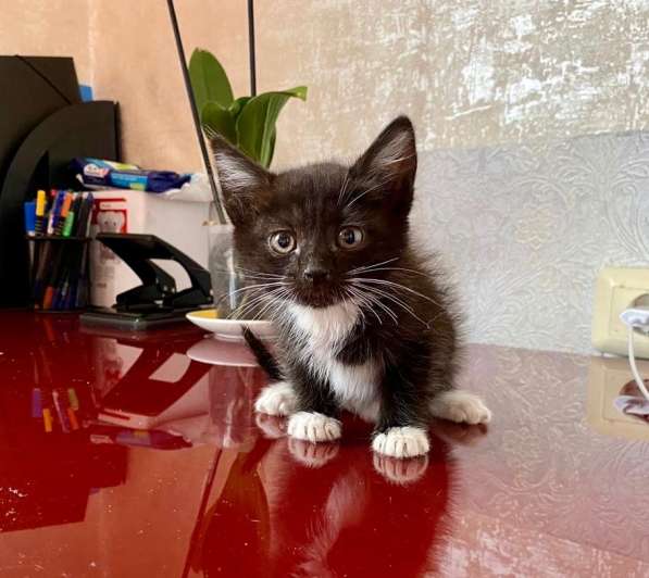 Котенок Шошу - лучистое счастье в дар