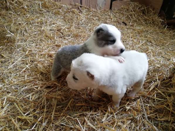 Щенки Среднеазиатской овчарки в Москве фото 13