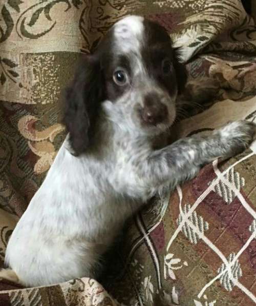 Щенки русского спаниеля в Омске фото 5