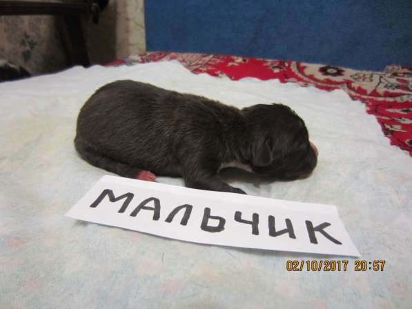 Щенки в Ульяновске фото 19