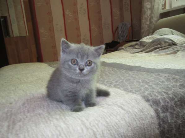 Британские котята голубого окраса в Сочи
