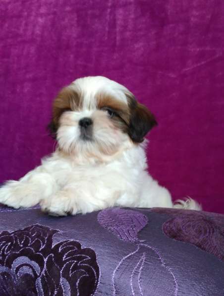 Щенки ши-тцу в Москве фото 14