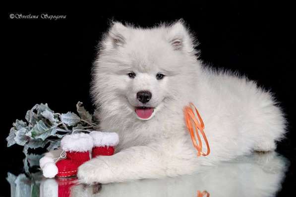Самоеда (самоедская собака) щенки продаются в Москве фото 4