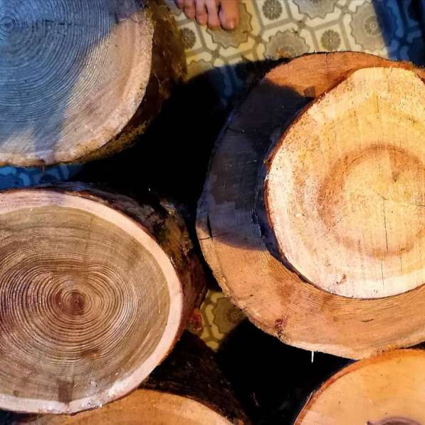 Спилы из разных пород дерева в Комсомольске-на-Амуре