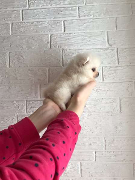 Щенки Шпица в Саратове фото 11