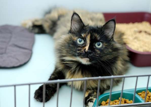 Очаровательная Бэллатриса в поисках лучшей судьбы