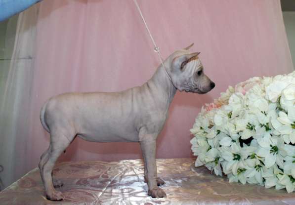 АМЕРИКАНСКИЕ ГОЛЫЕ ТЕРЬЕРЫ. СУПЕР - ЛЯЛЬКА! в Челябинске фото 3