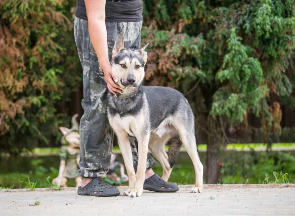 Овчарка Джефф в добрые руки в Москве фото 16
