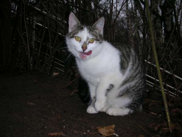 В добрые руки в Москве фото 3