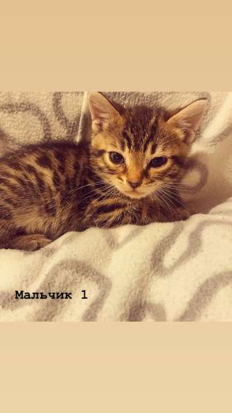 Бенгальские котята