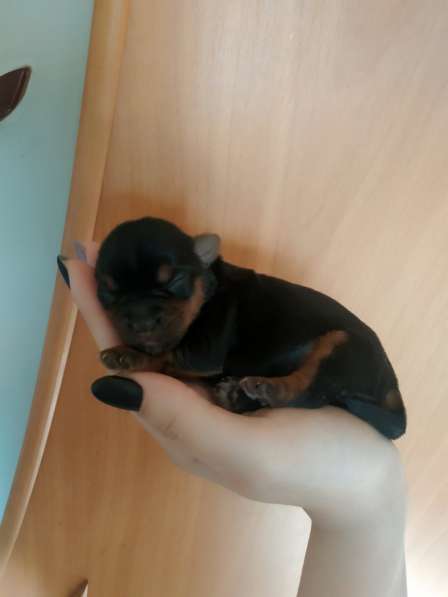 Продаю щенков йоркширских терьеров в фото 15