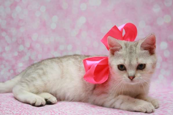 Кошки лучше любых aнтидепресaнтов в Долгопрудном фото 6