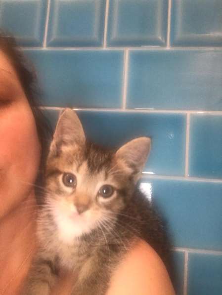 Срочно нужены любящие хозяева в Москве