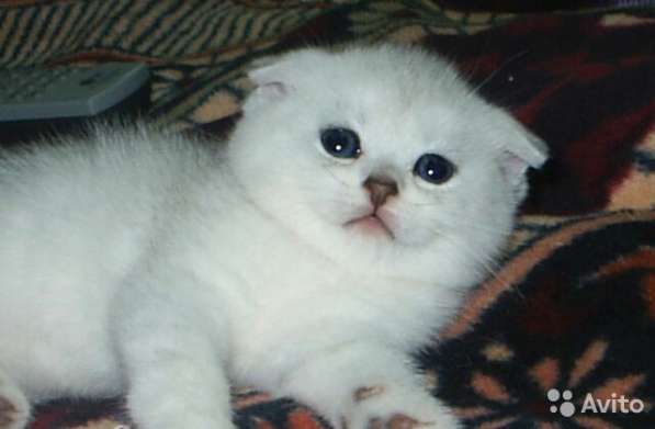 Котята-вислоухие и прямоухие в Костроме фото 10