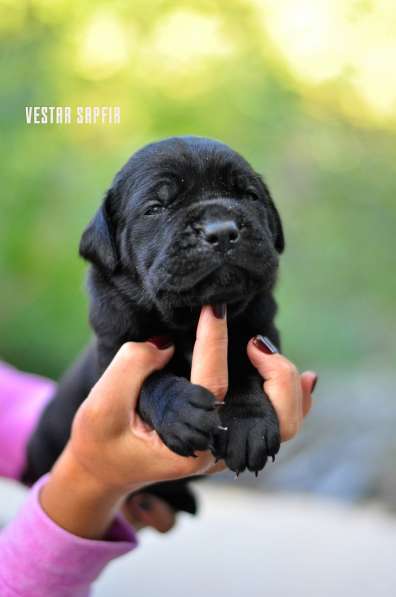 Кобель кане корсо в Симферополе фото 23