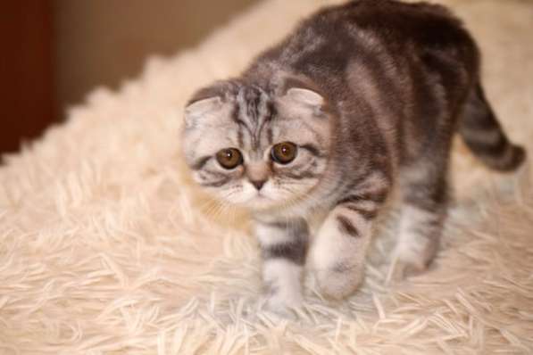 Британские котята элитных кровей в Санкт-Петербурге фото 9