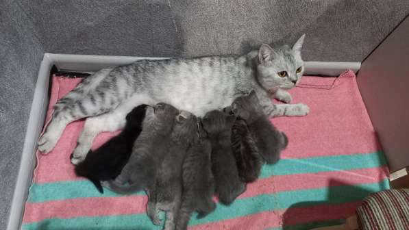 Котята Британцы в Челябинске фото 8