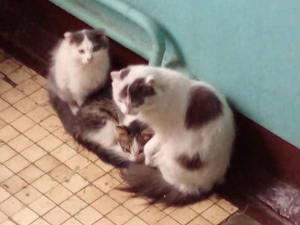 В подьезде живут кошка и 3 котят, кошечка очень ласковая,они в Орехово-Зуево фото 3
