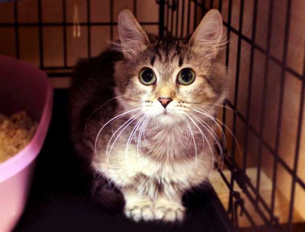 Пушистая Камения мечтает о доме в Москве