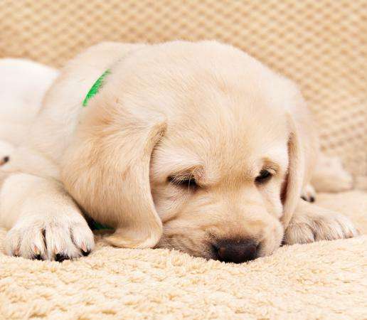 Высокопородные щенки лабрадора