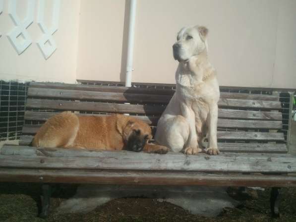 Щенки Среднеазиатской овчарки в Москве фото 24