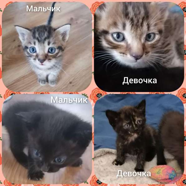 Котята в самые добрые руки в Иркутске фото 8