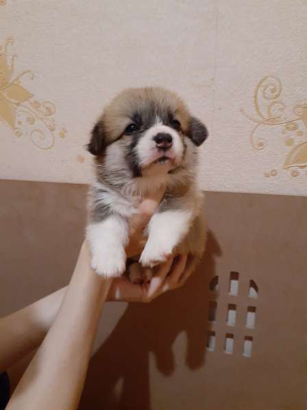 Щенки вельш корги пемброк в Пушкино фото 14