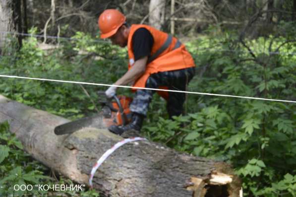 удаление опасных аварийных деревьев - кронирование - санитар в Москве фото 12
