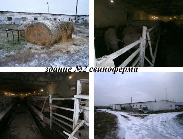 Действующая ферма в Челябинске фото 12