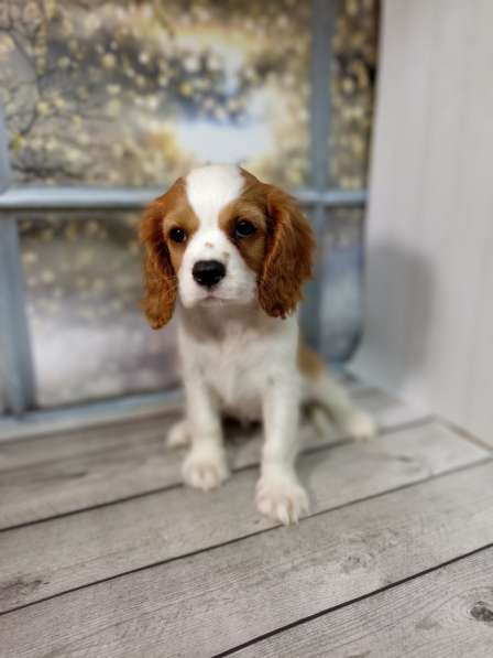 Кавалер Кинг Чарльз спаниель в фото 12