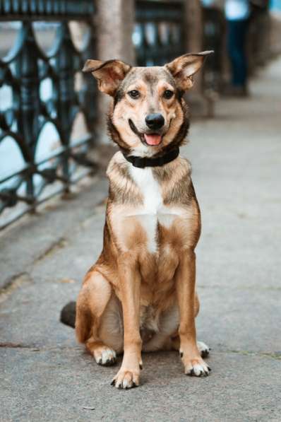 Очаровательная собачка компактного размера в Санкт-Петербурге фото 70