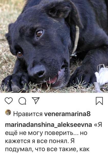 СОБАКА, ищу доброго и ответственного хозяина в Сочи фото 7